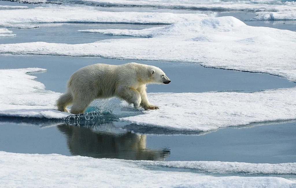 Svalbard Odyssey